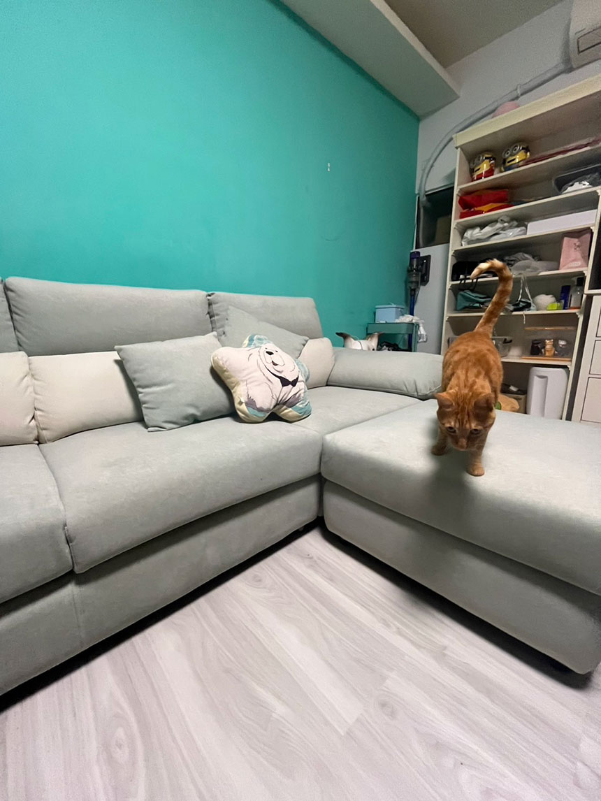 YKS 多麗絲L型貓抓布沙發｜新竹竹北客人開箱實拍貓咪與沙發｜擇木深耕系列熱銷款